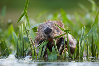 Shropshire Wildlife Trust is Looking for a New Finance Trustee